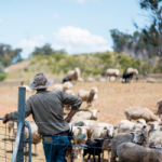 A sheep farmer leans on his gate as he overlooks his sheep in a paddock. Farms can have numerous buildings, some of which interestingly can be claimed as Plant and Equipment, such as a shearing shed.